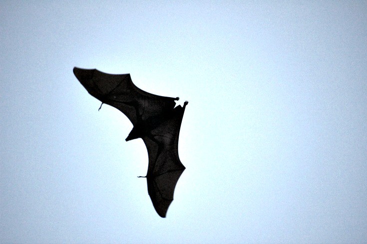 Flying foxes in Indonesia near Komodo dragons