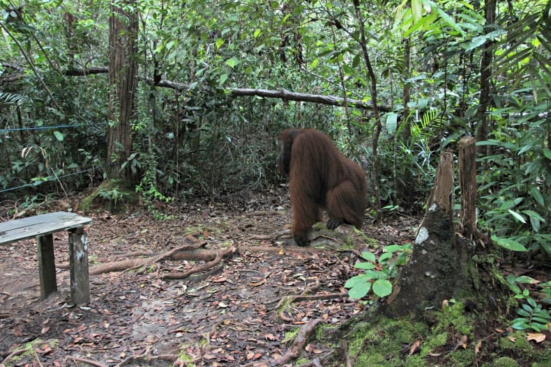 Borneo orangutans