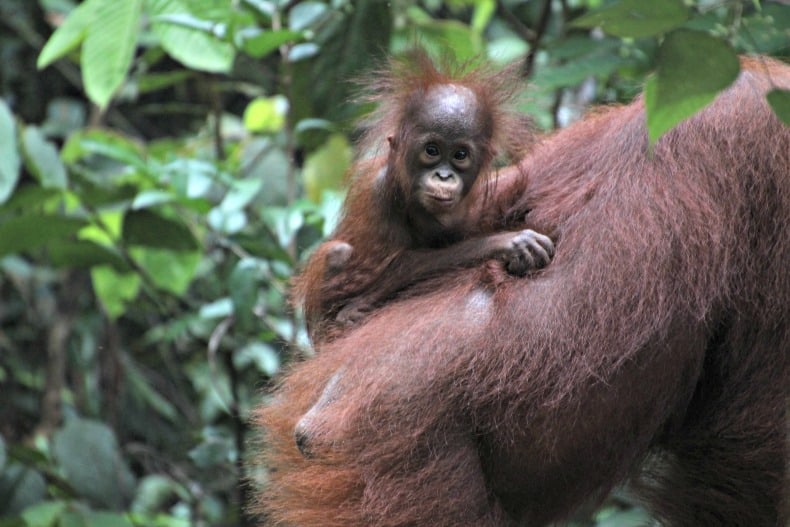 Borneo orangutans