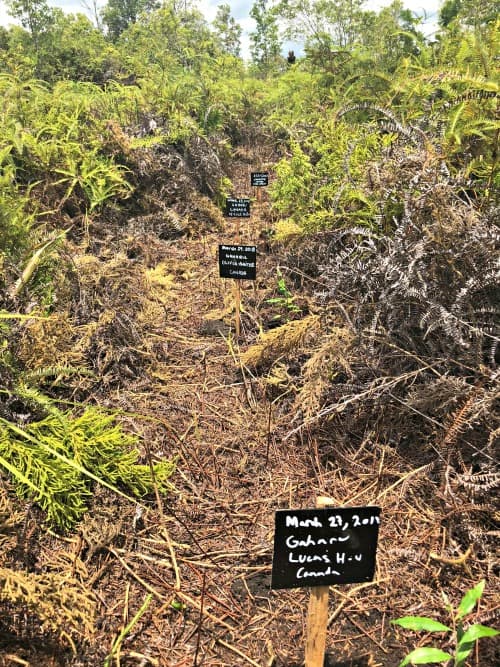 lignting bugs in Borneo, Indonesia