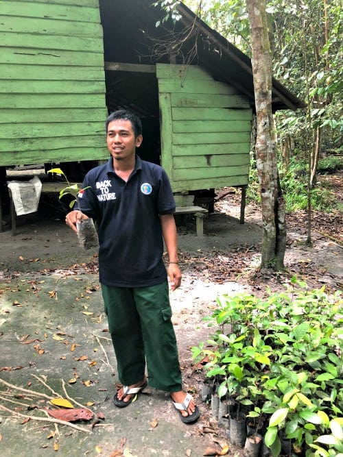 lignting bugs in Borneo, Indonesia