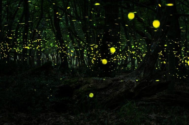 Indonesia: The Magic of Lightning Bugs In The Rainforest