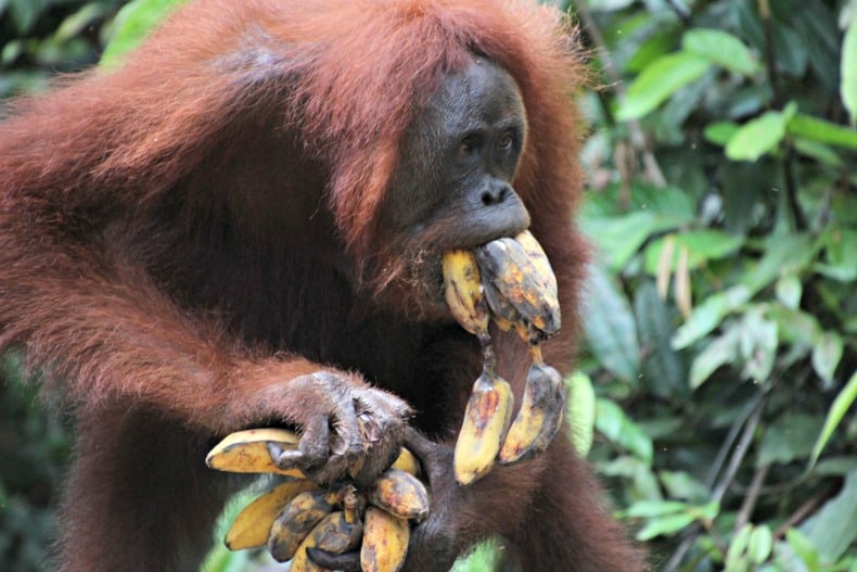 Borneo orangutans