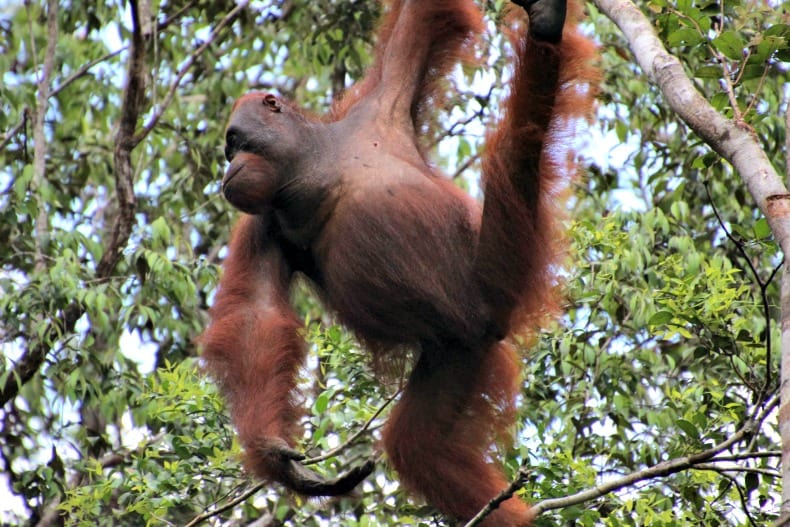 Borneo orangutans