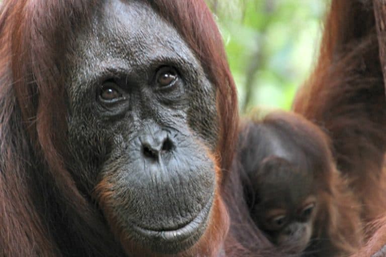 Borneo Orangutans: A Day Of Thrilling Discoveries