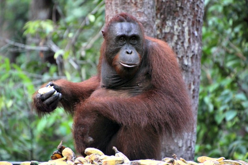 Borneo orangutans