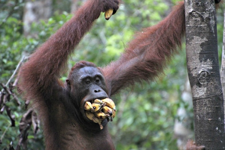 Borneo orangutans