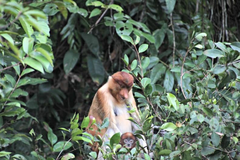 Tanjung Punting National Park