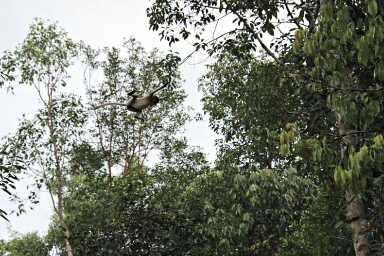 Tanjung Punting National Park