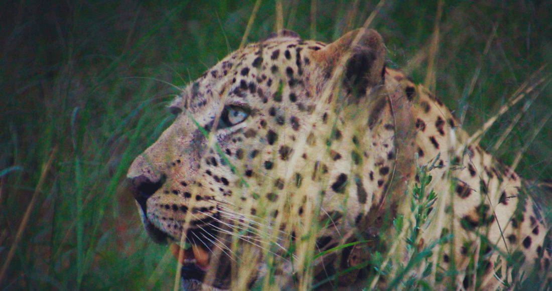 leopard trekking on 2 week holiday in Namibia