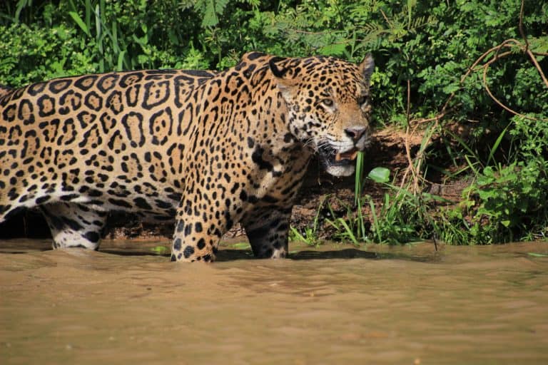 Jaguar Safaris In The North And South Pantanal: Which Is Better? (2024)