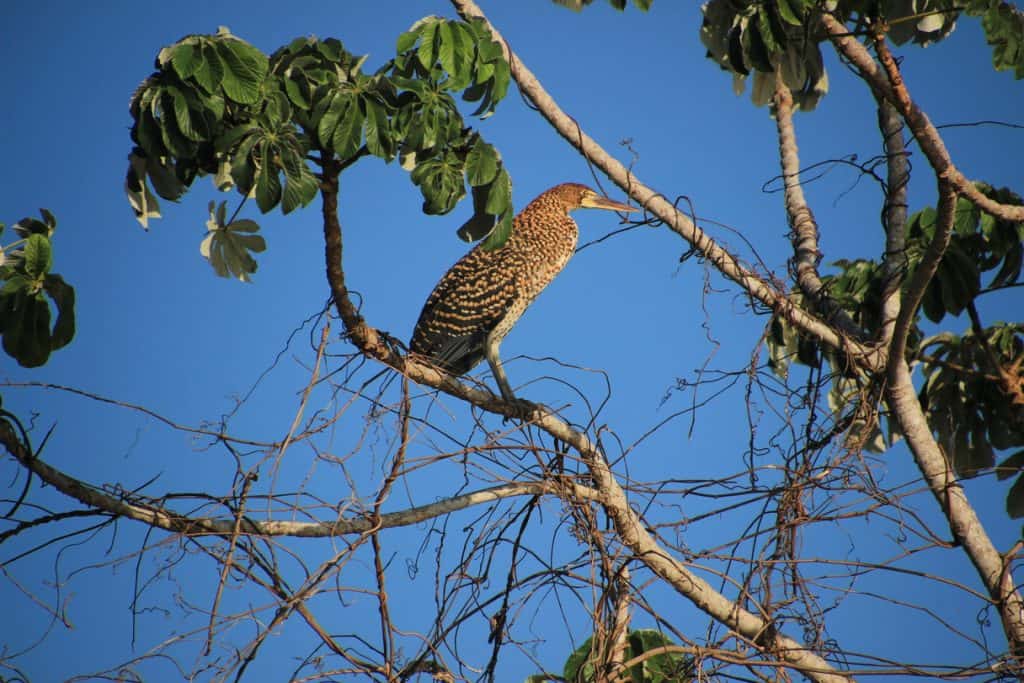 bird in north pantanal