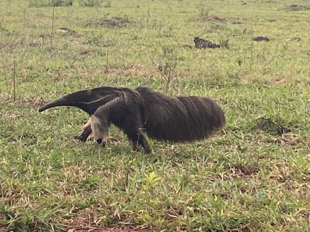 Giant anteater in Bonito