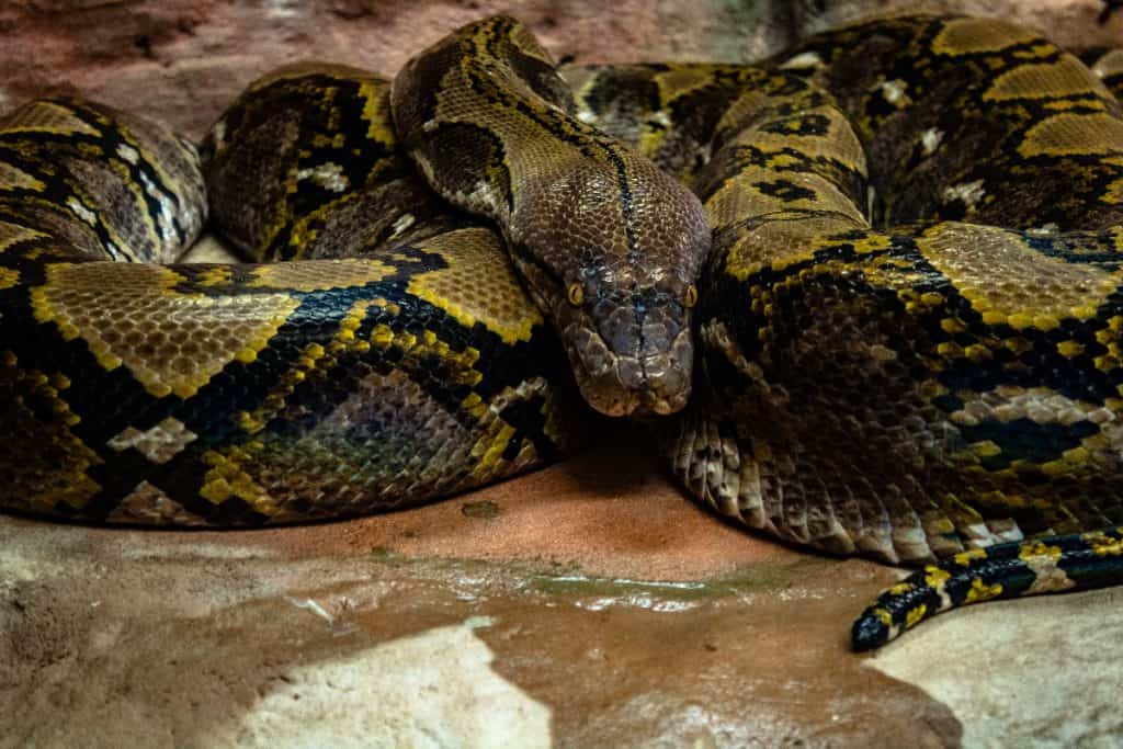 anaconda at Rio Da Prata