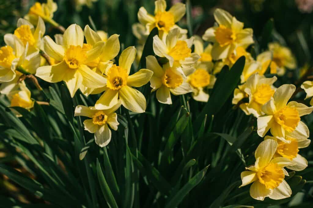 best outdoor flower event on east coast of united states in springtime