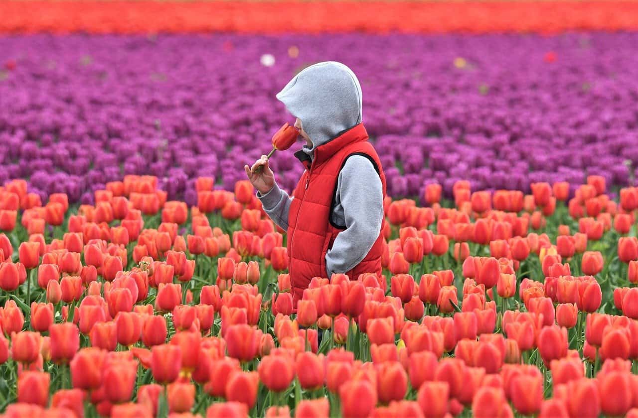 best outdoor springtime flower event in usa