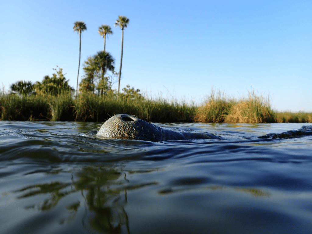 manatee taking a breath in Crystal River