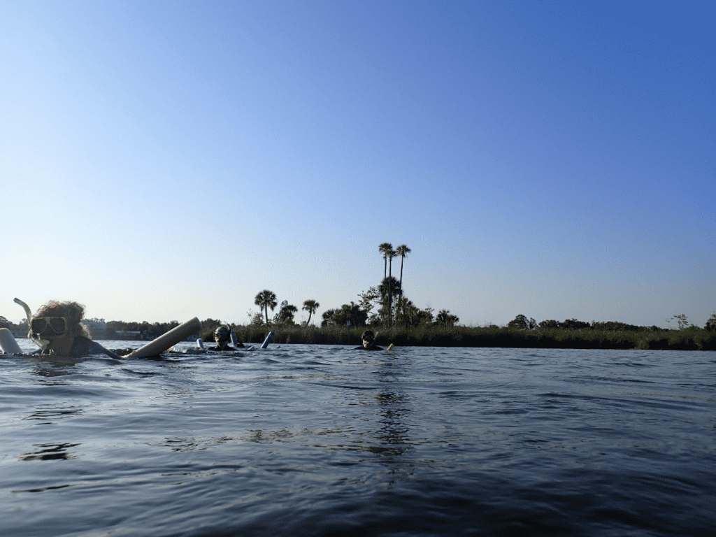 swimming with manatees in crystal river in florida in april 