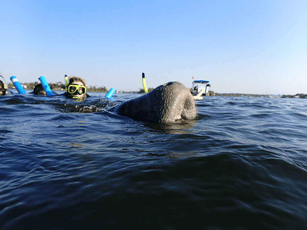 watching a manatee take a breath while swimming in kings bay, florida