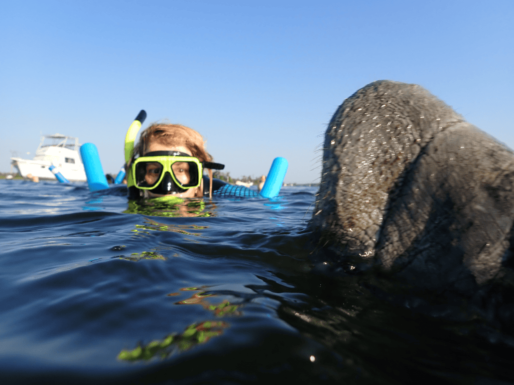 close encounter with a manatee