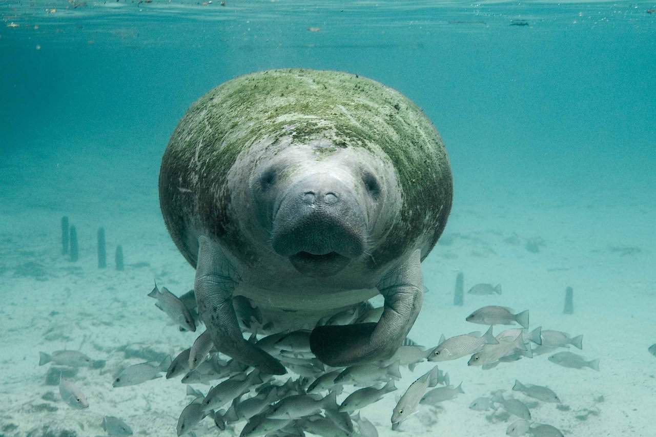 swimming with the manatees in crystal river, florida